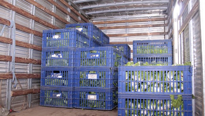 Banco de Alimentos distribui 3,7 toneladas de hortaliças para entidades em dois meses