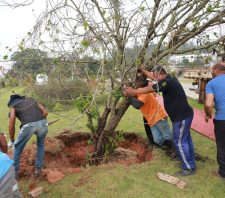 Árvores são plantadas em três pontos de Suzano