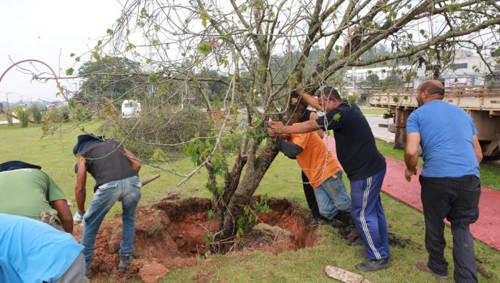 Árvores são plantadas em três pontos de Suzano