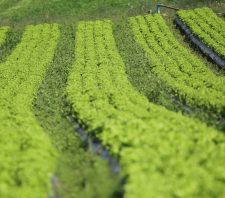 Suzano terá nova edição da Semana da Agricultura Orgânica Familiar