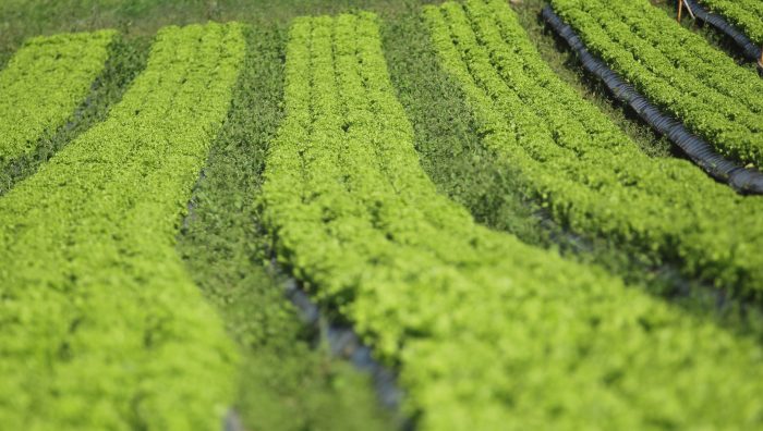 Suzano terá nova edição da Semana da Agricultura Orgânica Familiar