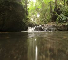 Plano para Preservação da Mata Atlântica será lançado nesta sexta-feira