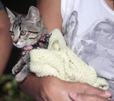 Campanha de Castração chega ao fim com atendimento de 1,5 mil animais