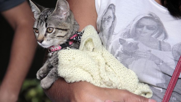 Campanha de Castração chega ao fim com atendimento de 1,5 mil animais