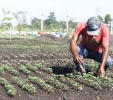 Viveiro Municipal cultiva mais de 10 mil mudas de flores para doação