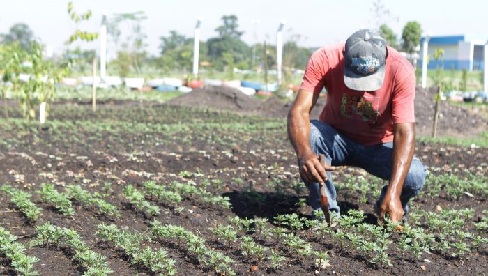 Viveiro Municipal cultiva mais de 10 mil mudas de flores para doação