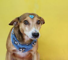 Praça Cidade das Flores terá Feira de Adoção de Animais neste sábado