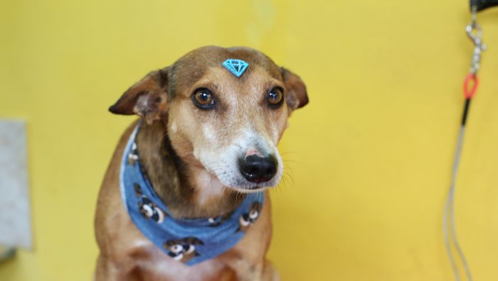 Praça Cidade das Flores terá Feira de Adoção de Animais neste sábado