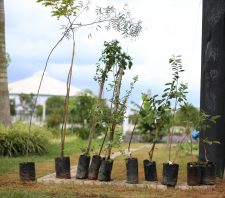 Viveiro Municipal doa mudas para Arborização Participativa