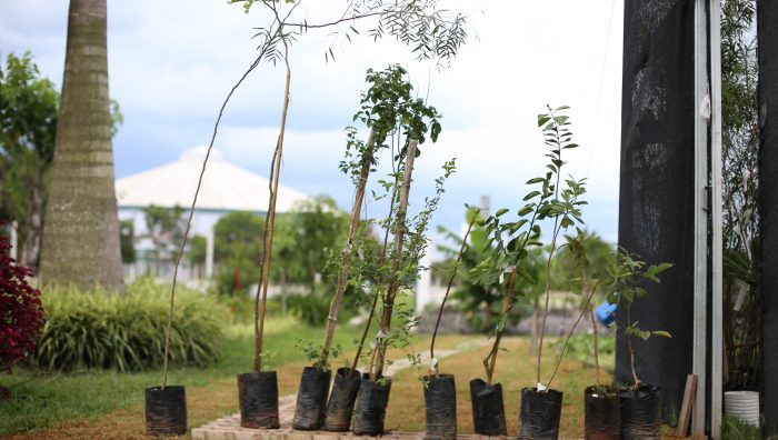 Viveiro Municipal doa mudas para Arborização Participativa