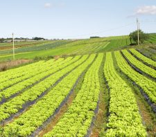 Diretoria de Agricultura promove palestra sobre cuidados com solo