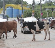 Prefeitura de Suzano realiza cadastramento de animais de grande porte