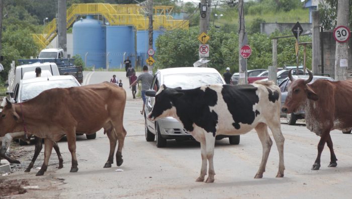 Prefeitura de Suzano realiza cadastramento de animais de grande porte