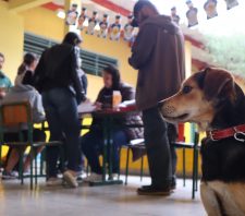 Campanha de castração promove atendimento extra no Jardim Europa