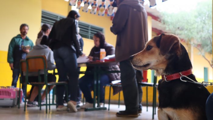Campanha de castração promove atendimento extra no Jardim Europa