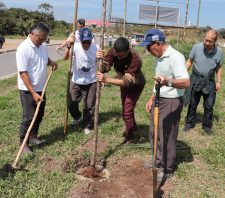 Praça Sol Nascente e Marginal do Una recebem plantio de 200 cerejeiras
