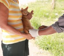 Campanha de Vacinação Antirrábica tem início no dia 12 de agosto