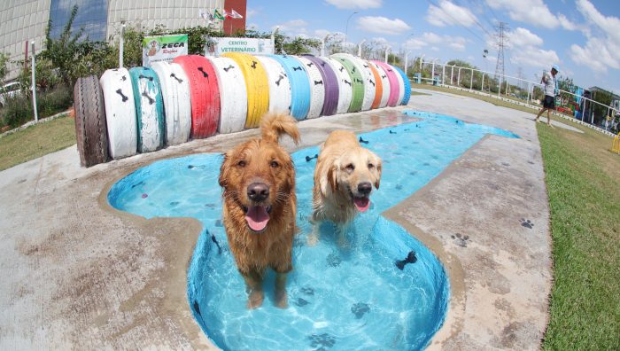 Suzano oferece ambiente gratuito de lazer para cães
