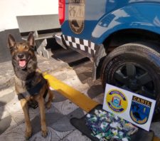 GCM flagra adolescente de 15 anos com drogas no Jardim Monte Cristo