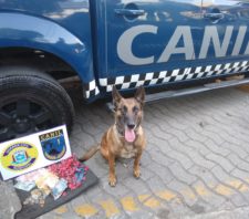 Canil da GCM detém acusado de vender drogas perto de escola na Vila Maluf