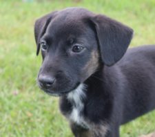Feira de adoção garante lares para 20 animais de estimação