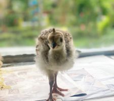 Pavão nasce no Viveiro Municipal de Suzano