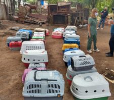 Meio Ambiente auxilia no resgate de animais em Palmeiras