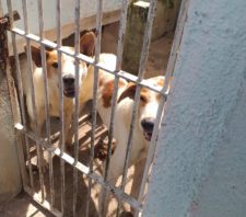 Meio Ambiente resgata dois cães na Cidade Edson
