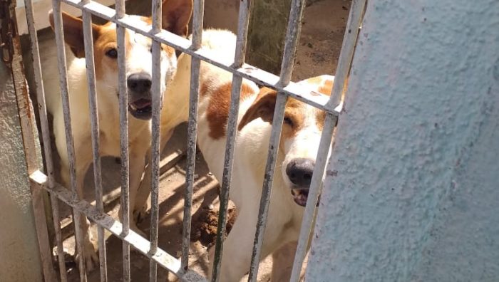 Meio Ambiente resgata dois cães na Cidade Edson