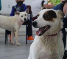 Zoonoses e Meio Ambiente realizam primeiro mutirão de castração e microchipagem do ano