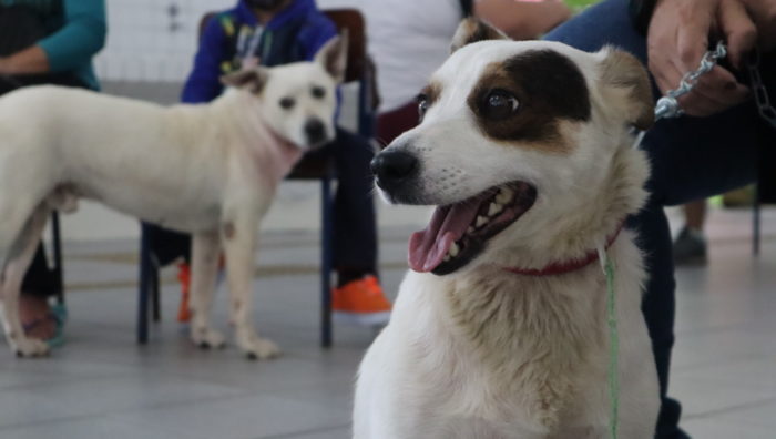 Zoonoses e Meio Ambiente realizam primeiro mutirão de castração e microchipagem do ano