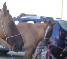 Meio Ambiente multa donos de cavalos abandonados