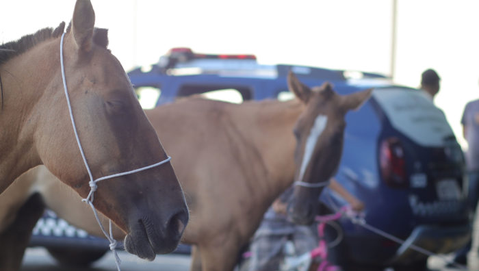 Meio Ambiente multa donos de cavalos abandonados