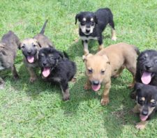 Projeto ‘Baby, me leva!’ tem mais sete cães para adoção