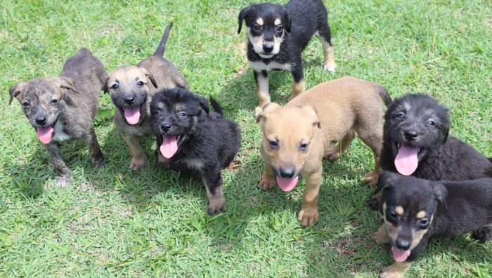 Projeto ‘Baby, me leva!’ tem mais sete cães para adoção