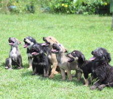 Em dois meses, 14 animais são adotados por meio do projeto ‘Baby, me leva!’