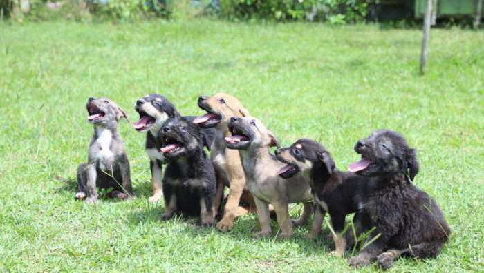 Em dois meses, 14 animais são adotados por meio do projeto ‘Baby, me leva!’