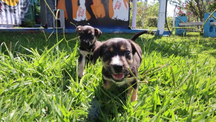 Quatro filhotes de cachorro são resgatados em ação do Meio Ambiente