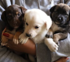 Sete filhotes de cachorro são resgatados pelo Meio Ambiente