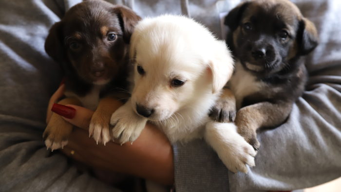 Sete filhotes de cachorro são resgatados pelo Meio Ambiente