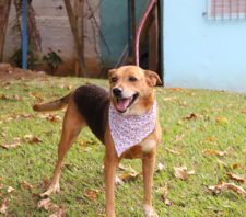 Projeto “Baby, me leva!” tem 71 cães para adoção