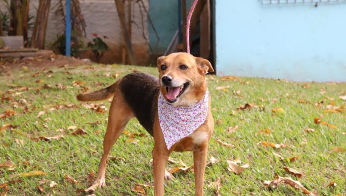 Projeto “Baby, me leva!” tem 71 cães para adoção