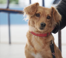Campanha castra gratuitamente mais de cem animais em Suzano