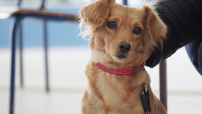 Campanha castra gratuitamente mais de cem animais em Suzano