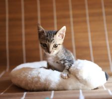 Campanha ‘Baby, me leva!’ conta com 39 gatos em busca de um lar