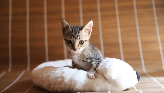 Campanha ‘Baby, me leva!’ conta com 39 gatos em busca de um lar