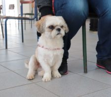 Mutirão de castração atende mais 123 animais em Suzano