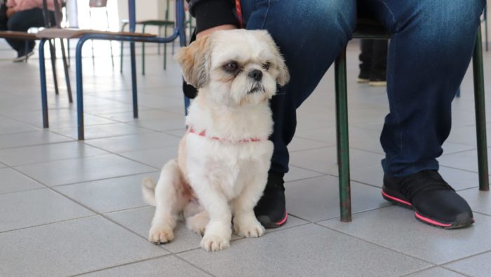 Mutirão de castração atende mais 123 animais em Suzano