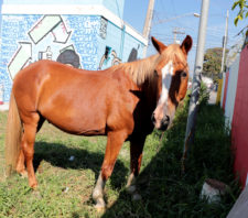 Meio Ambiente resgata cavalo abandonado na Marginal do Una