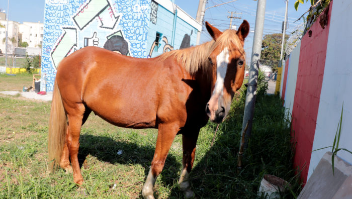 Meio Ambiente resgata cavalo abandonado na Marginal do Una